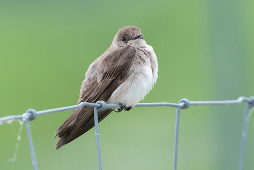 Image of Northern Rough-winged Swallow