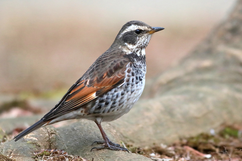 Image of Dusky Thrush