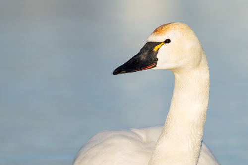 Image of Tundra Swan