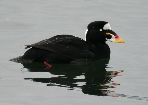 Image of Surf Scoter