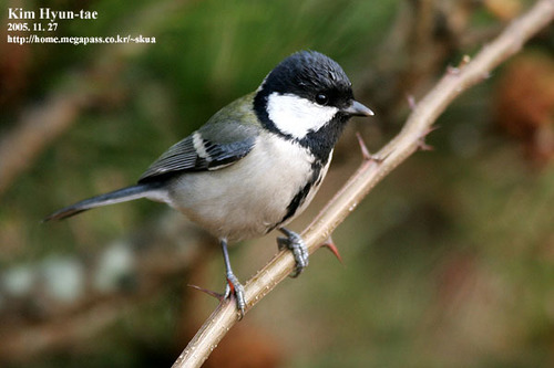 Image of Japanese Tit