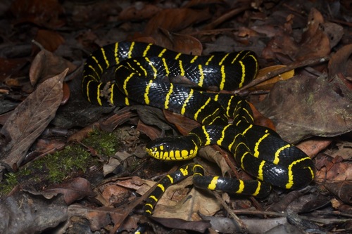 Image of Mangrove Snake