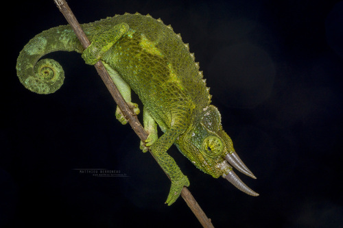 Image of Jackson's Chameleon