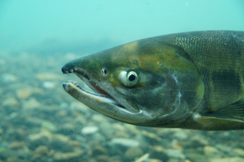 Image of Chum Salmon