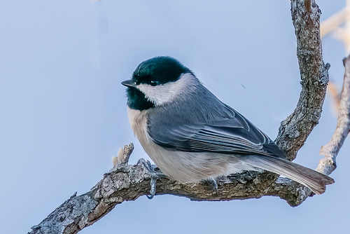 Image of Carolina Chickadee