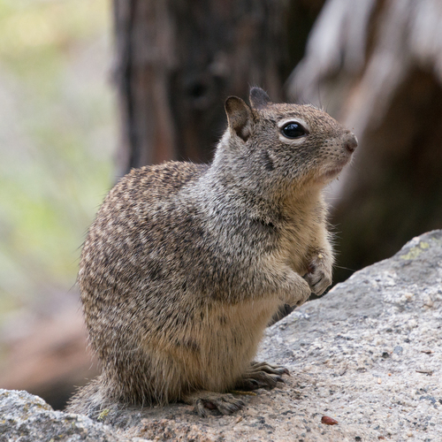 Image of California Ground Squirrel