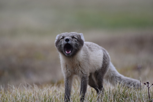 Image of Arctic Fox