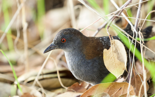 Image of Black Rail