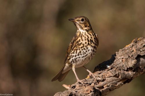 Image of Song Thrush