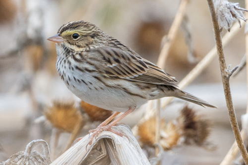 Image of Savannah Sparrow