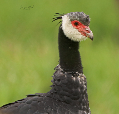 Image of Northern Screamer