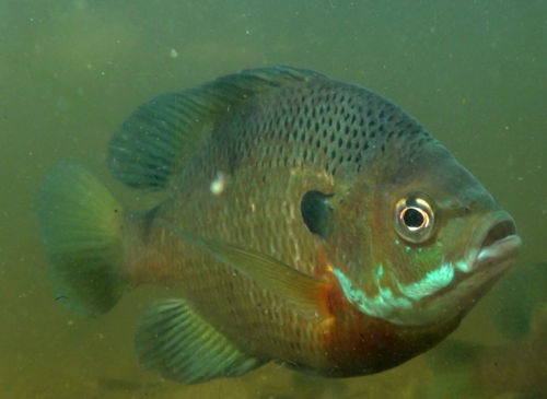 Image of Bluegill