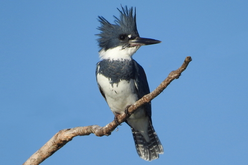 Image of Belted Kingfisher