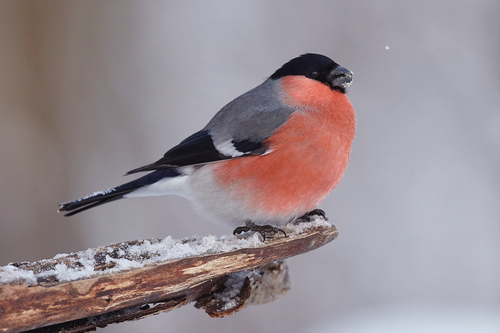 Image of Eurasian Bullfinch