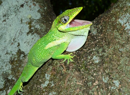 Image of Knight Anole