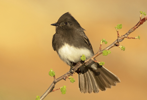 Image of Black Phoebe