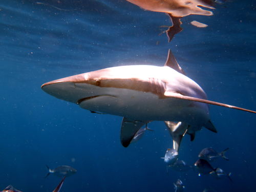 Image of Copper Shark