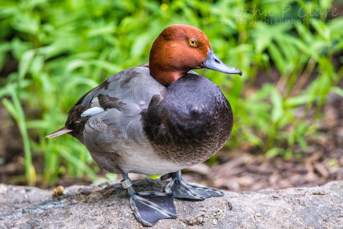 Image of Redhead