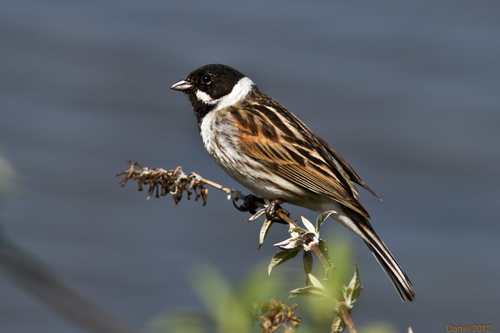 Image of Reed Bunting