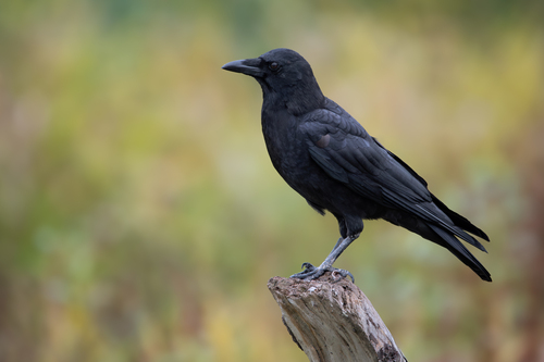 Image of American Crow