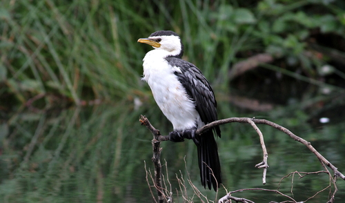 Image of Little Pied Cormorant