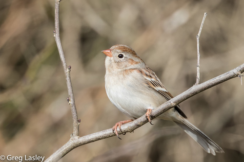 Image of Field Sparrow