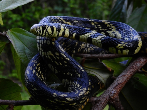 Image of Tiger Rat Snake