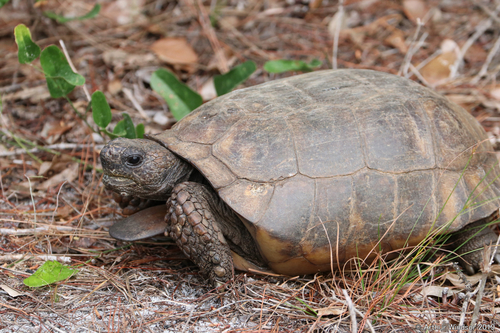 Image of Gopher Tortoise