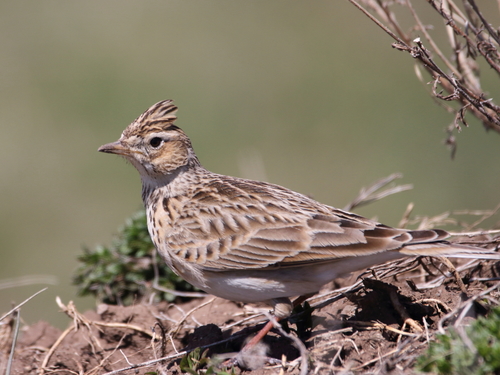 Image of Eurasian Skylark