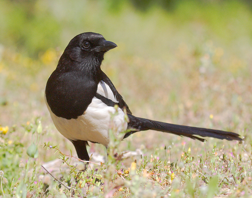 Image of Eurasian Magpie