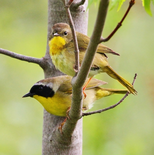 Image of Common Yellowthroat