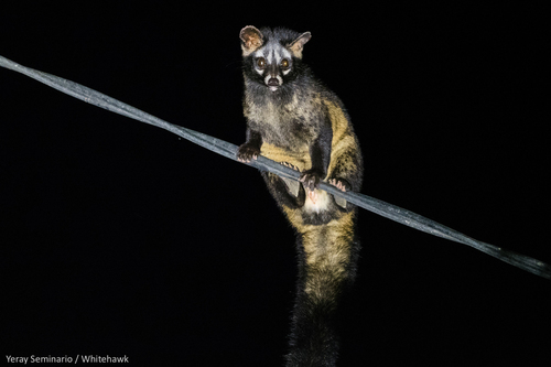 Image of Asian palm civet