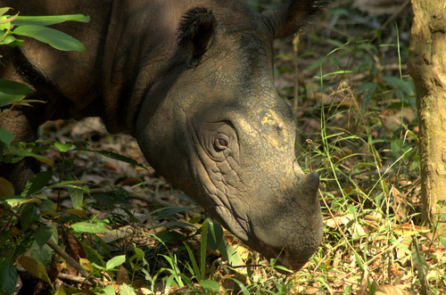 Image of Sumatran Rhinoceros