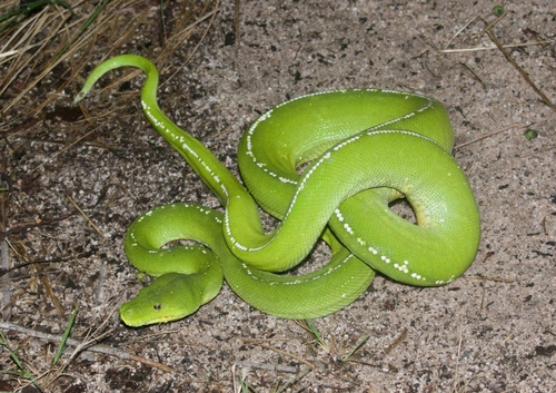 Image of Green Tree Python