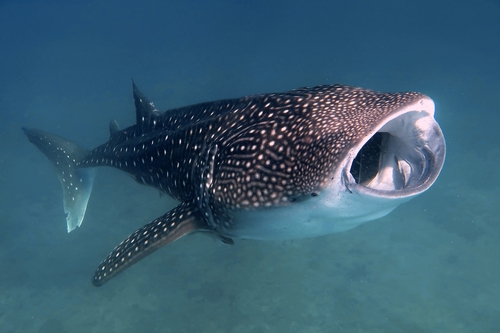 Image of Whale Shark