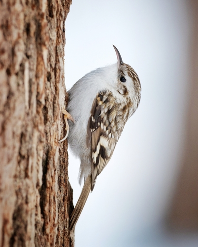 Image of Eurasian Treecreeper
