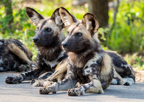 Image of African Wild Dog