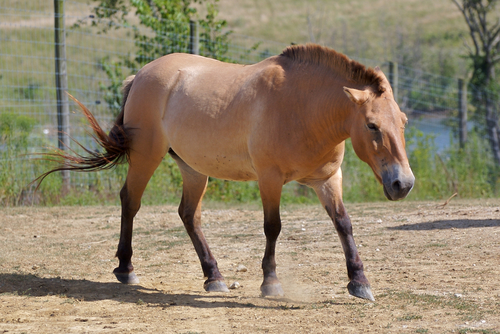 Image of Wild Horse