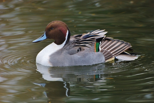 Image of Northern Pintail