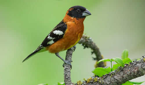 Image of Black-headed Grosbeak