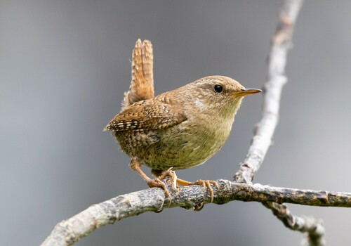 Image of Eurasian Wren