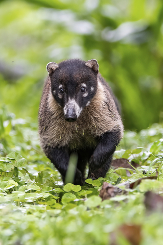 Image of White-nosed coati