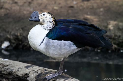 Image of Knob-billed Duck