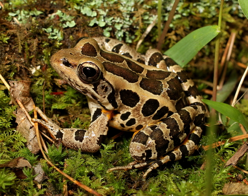 Image of Pickerel Frog