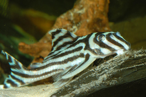 Image of Zebra Pleco