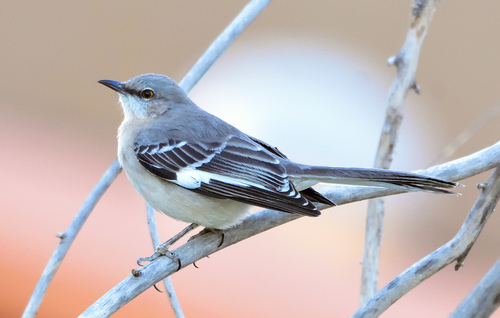 Image of Northern Mockingbird