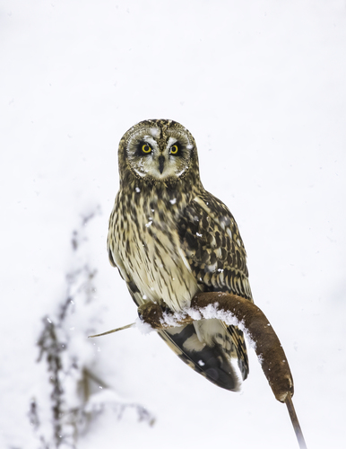 Image of Short-eared Owl