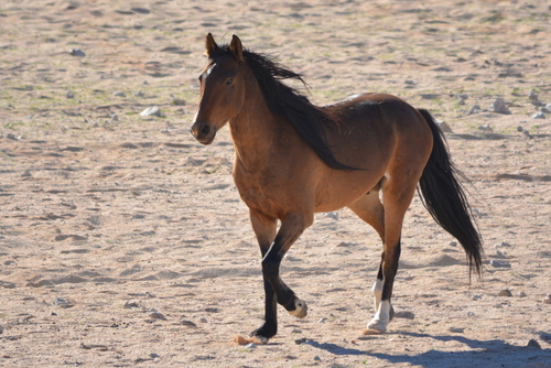 Image of Domestic horse