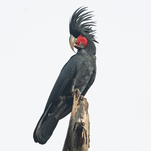 Image of Palm Cockatoo