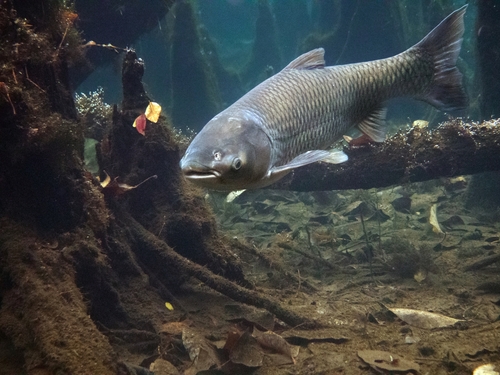 Image of Grass Carp